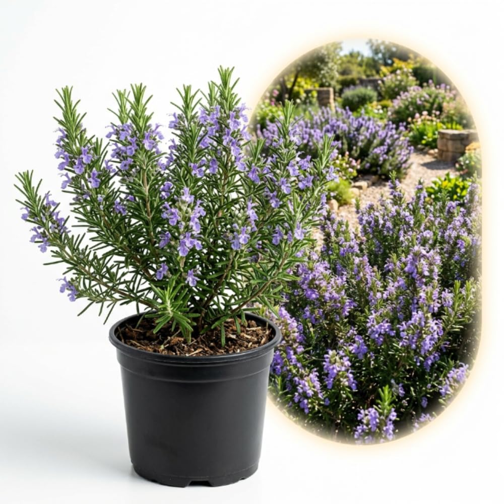 Live Rosemary Plant, 4 Inc Pot, Fragrant Herb Plant, 5-8 Inch Tall