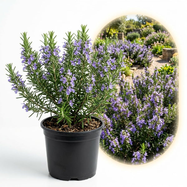 Live Rosemary Plant, 4 Inc Pot, Fragrant Herb Plant, 5-8 Inch Tall
