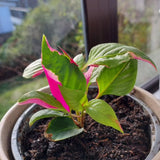 2 Pink Green Alternanthera Plants Live, Starter Plant, 4-6 Inch Tall