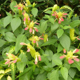 2 Fruit Shrimp Plants Live, Ready to Grow Plant, 4-6 Inch Tall