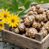 8 oz Sunchoke Tubers, Jerusalem Artichoke, Edible Garden