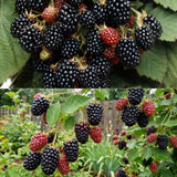 2 Arapaho Black Berry Plants, Blackberries Bush, 4-6 Inch Tall