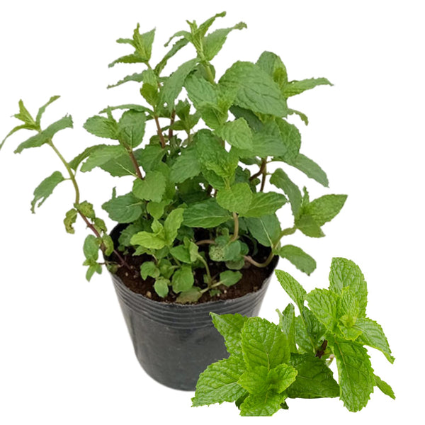 2 Spearmint Herb Live Plants, Fragrant Culinary Herb, 4-5 Inch Tall