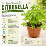 2 Citronella Live Plants, Indoor Outdoor Herb, 3-6 Inch Tall
