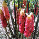 2 Shampoo Ginger Live Plant 3-5" Tall