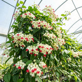 2 White Live Bleeding Heart Plants, Clerodendrum Plant, 4-6 Inch Tall