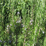 Rosemary Live Plant, Kitchen Herb Garden Plant, 4 Inch Pot