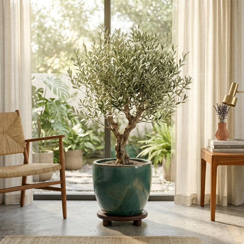 2 Arbequina Olive Live Plants, Fruit Tree, 4-6 Inch Tall
