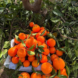 Navel Orange Fruit Live Plant, Edible Citrus Tree, 1-2 Ft Tall, Gallon Pot