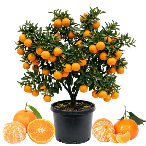 Orange Live Mandarin Plant, Home Garden Plant, 1 Gallon Pot