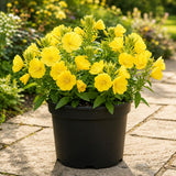 Yellow Primrose Plant Live, 2-3 Inch Tall, 3 Inch Pot