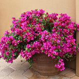 2 Pink Live Bougainvillea Plants, Hardy Garden Plant, 5-7 Inch Tall