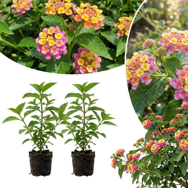 2 Pink Yellow Lantana Live Plants, Home Garden Plant, 4-7 Inch Tall