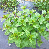 Orange Mint Live Plant, Indoor Outdoor Herb Plant, 3.5 Inch Pot