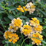 2 Chapel Hill Gold Lantana Live Plants, Lantana Flower Plant, 4-7 Inch Tall