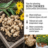 8 Oz Jerusalem Artichoke Tubers, Raised Bed Vegetable Roots