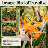 2 Orange Bird Live Plants, Outdoor Garden Plant, 4-6 Inch Tall