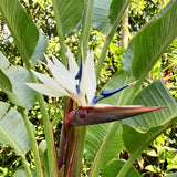 2 White Bird Live Plants, Outdoor Garden Plant, 4-6 Inch Tall