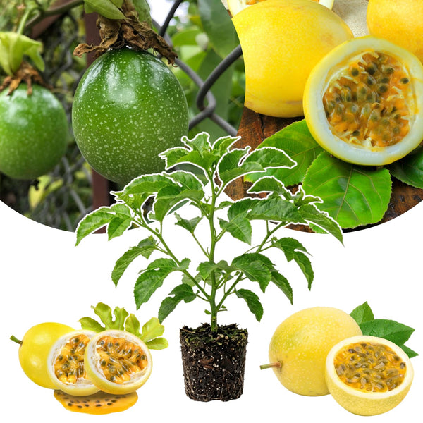 Yellow Passion Fruit Live Plant, Trellis Fruit Vine, 4-6 Inch Tall