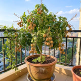 Longan Tree Plant Live, Well-Rooted Fruit Tree, 8-10 Inch Tall, 4 Inch Pot