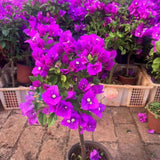 2 Purple Bougainvillea Plants Live, Patio Container Plant, 5-7 Inch Tall