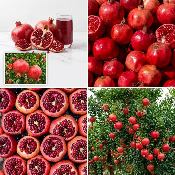 Red Pomegranate Tree Live Plant, Backyard Orchard Tree, 4-6 Inch Tall