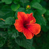 2 Cranberry Hibiscus Live Plants, Red Hibiscus Flower, 4-6 Inch Tall