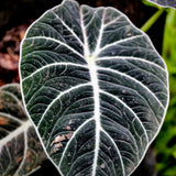 2 Black Alocasia Live Plants, Hardy Garden Plant, 4-6 Inch Tall