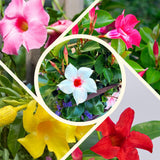 2 Mix Random Live Mandevilla Plants, Live Starter Plant, 4-8 Inch Tall