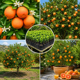 Orange Tree Live, Citrus Fruit Tree, 1 Ft Tall, 1 Gallon Pot