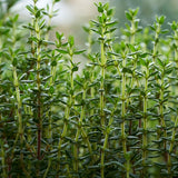 3 Live Thyme Plants, Home Garden Plant, 4-6 Inch Tall