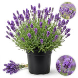 Lavender Provence Plant, Lavender Herb Plant, 4-9 Inch Tall, 3.5 Inch Pot