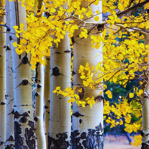 2 Quaking Aspen Trees Live Plants, Rooted Tree Seedlings, 6-10 Inch Tall