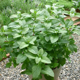2 Orange Mint Live Plants, Fragrant Culinary Herb, 4-5 Inch Tall