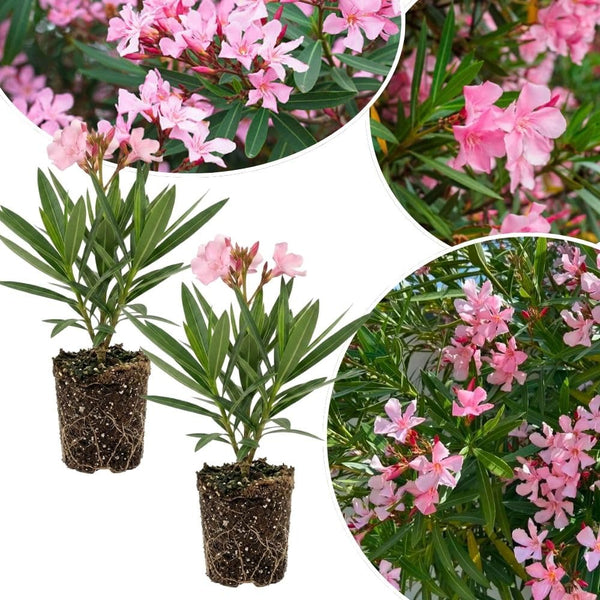Set 2 Live Pink Oleander Plant, 4 to 6 Inch Tall