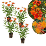 Set of 4 Mexican Flame Vine Plants Live 4-7 Inch Tall