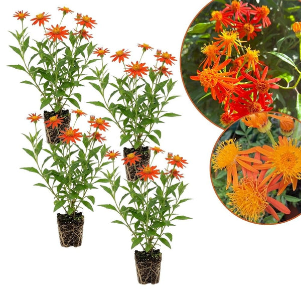 Set of 4 Mexican Flame Vine Plants Live 4-7 Inch Tall