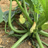 Green Zucchini Plant Live 4-6 Inch Tall, 2 Plant Per Pot