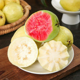 Pink Guava Fruit Tree Live Plant, Patio Container Fruit Tree