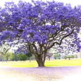 Purple Blue Jacaranda Tree Plant Live, 4-7 Inch Tall, 4 Inch Pot
