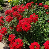 3 Red Verbena Plants Live, Verbena Flower Plant, 4-6 Inch Tall