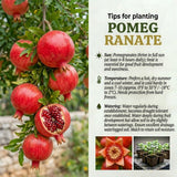 Pomegranate Tree Live Plant, Fruit Tree, 8-10 Inch Tall, 4 Inch Pot