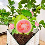 Pink Guava Live Plant, Starter Fruit Plant, 8-10 Inch Tall