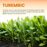 2 Live Turmeric Curcuma Plants, 4-6 Inch Tall