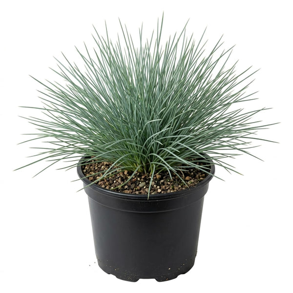 2 Blue Fescue Grass Plants Live, Hardy Ornamental Grass, 4-8 Inch Tall
