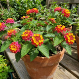 2 Rose Yellow Lantana Live Plants, Outdoor Garden Plant, 4-7 Inch Tall