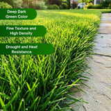 50000 Zoysia Grass Seeds for Planting, Indoor Outdoor Plant