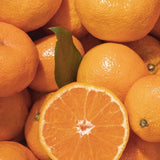 Grafted Satsuma Citrus Tree, Mandarin Orange TRE, 2-3 Ft Tall