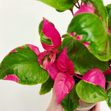 2 Pink Green Alternanthera Plants Live, Starter Plant, 4-6 Inch Tall