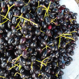 Black Java Plum Live Plant, 4 Inch Pot